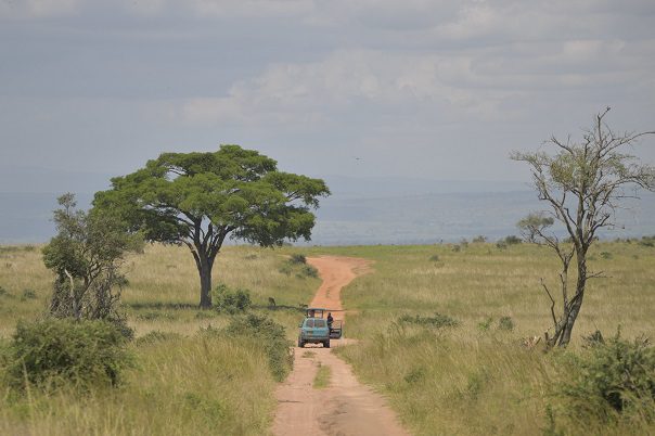 Game drive Rwanda, Priscy Adventures