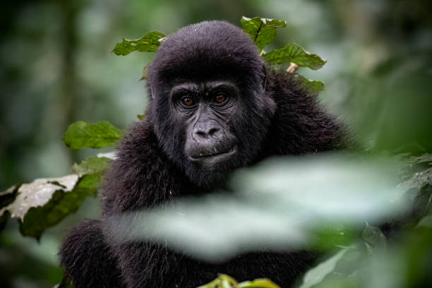 Young Gorilla, Rwanda 6-days Safari