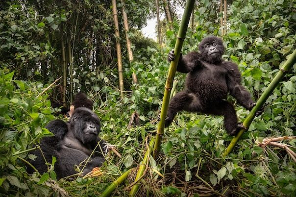 3 days Rwanda Gorilla Trekking, Priscy Adventures