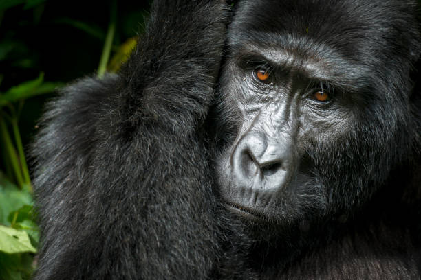 Gorilla Trekking at Bwindi, Uganda, Priscy Adventures