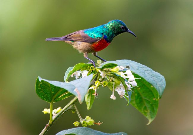 Pagodi Wetland with Bird Watching, Priscy Adventures