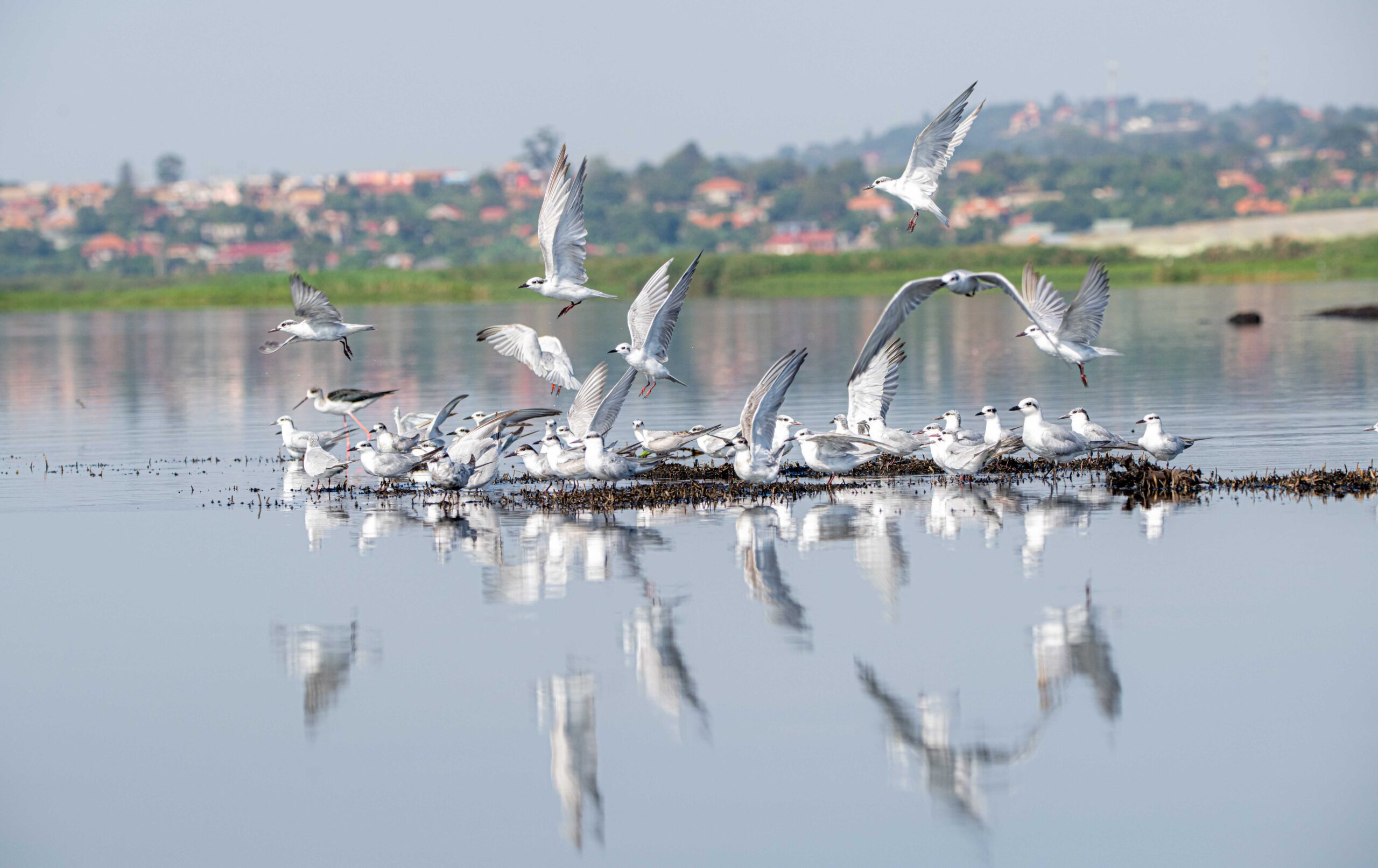 IMG Birdwatching Uganda, Priscy Adventures