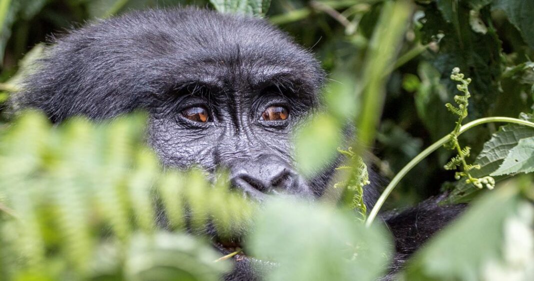 IMG Gorilla in Rwanda,