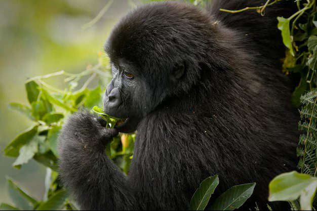 IMG Baby Gorilla, Rwanda, Priscy Adventures