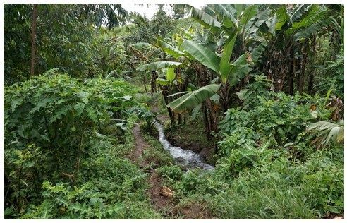 IMG Bigodi Wetland Sanctuary, Priscy Adventures