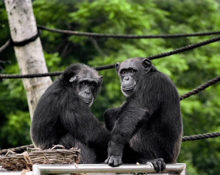 IMG Chimpanzee Trekking Uganda, Priscy Adventures